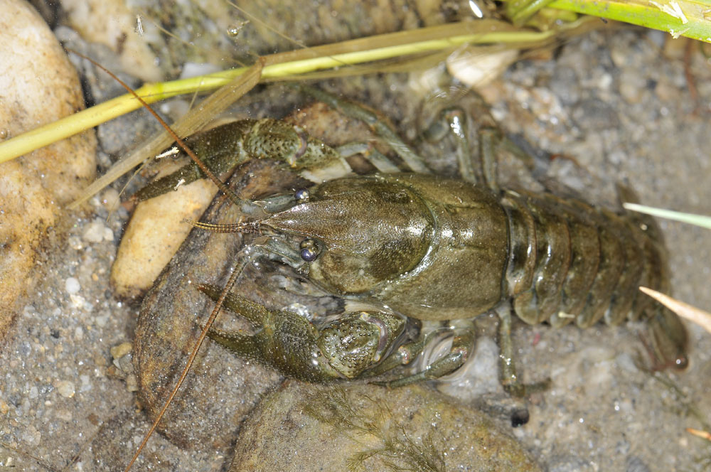 Austropotamobius pallipes o italicus?